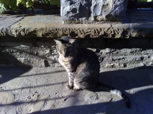 Pippin the tabby cat sitting on the terrace
