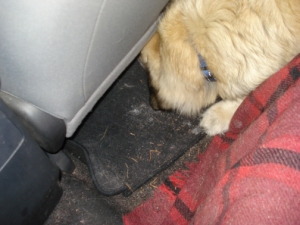 Stella can's fit under the seat now!