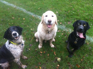 Happy dogs! From left to right - Merlin, Arthur and Hetty