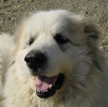Clowie , Pyrenean Mountain Dog, Great Pyrenees, smiling