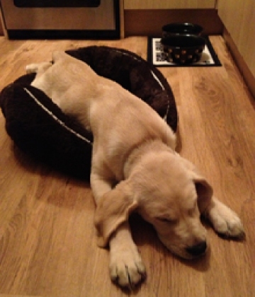 Milo is dreaming about being a Guide Dog when he's grown up