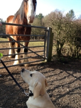 Meeting a horse
