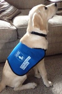 Milo - Guide Dog puppy in training