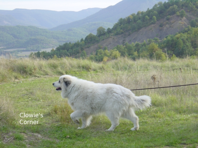 Clowie, Pyrenean Mountain Dog, Great Pyrenees strolling in the mountains
