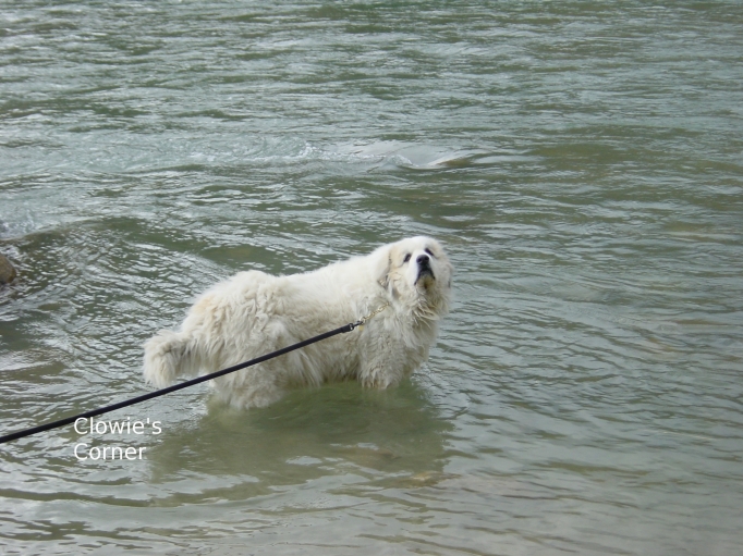 Clowie, Pyrenean Mountain Dog, Great Pyrenees, standing in river