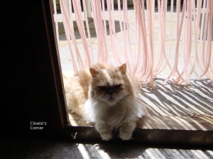 Mulberry, Persian cat