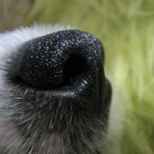 Close up of dog's nose