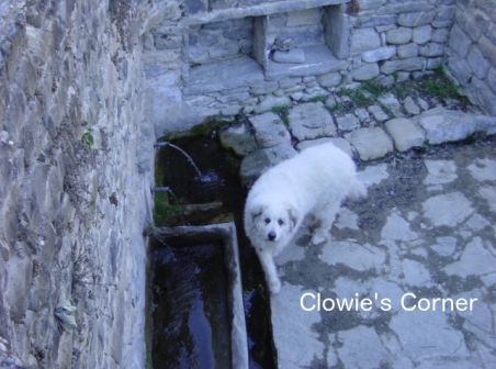 Clowie, Pyrenean Mountain Dog, Great Pyrenees, at Janovas