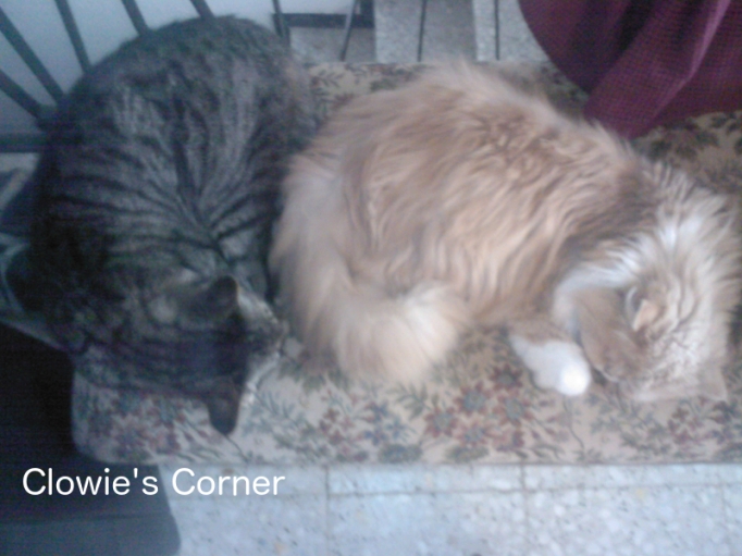 Two cats sleeping - Pippin, tabby, and Mulberry, Persian
