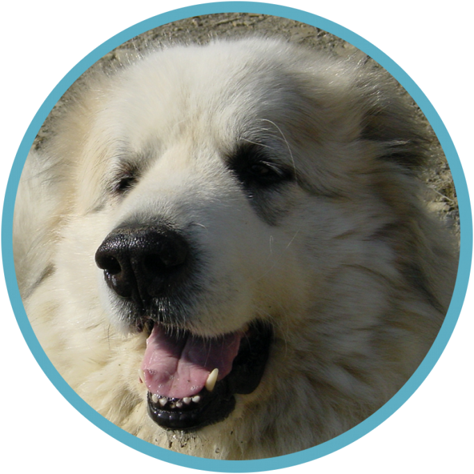 Clowie, Pyrenean Mountain Dog, Great Pyrenees