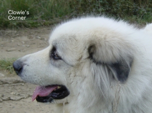 Head of Clowie, Pyrenean Mountain Dog, Great Pyrenees