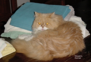 Mulberry, Persian cat, with towels