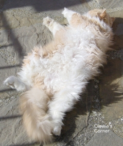 Mulberry, Persian cat, showing his tummy