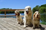 Emma, Bailie and Katie at the lake, dogs