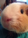 guinea pig close up