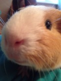 guinea pig close up