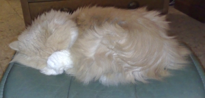 Mulberry, Persian Cat, sleeping